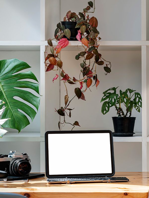 flores-dia-del-padre-floristeria-24h-granada-pinos-puente