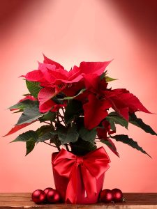 flores-para-navidad-floristeria-24h-granada-pinos-puente