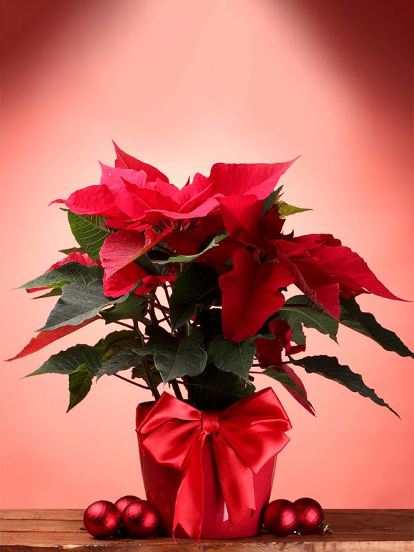 flores-para-navidad-floristeria-24h-granada-pinos-puente